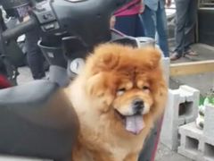 -BossBabe亲子餐厅(金光华广场店)