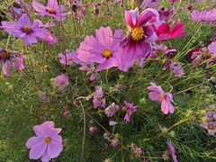 -比格比萨自助(国展店)