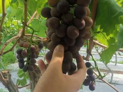 -金谷域澳洲庄园