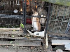 -小鱼草莓采摘园农家乐·小鱼餐厅
