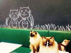 -安格丽娜·狗咖·猫咖羊驼咖(春熙路百盛商场店)