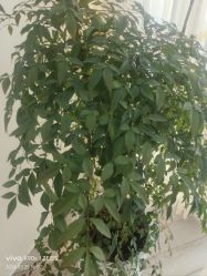 -HEYAN荷妍专业脱毛连锁机构