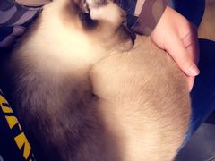 -Cappucimeow猫咪咖啡馆(韦伯时代店)