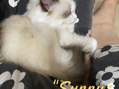 -lincat·猫舍(广州店)
