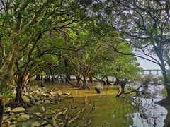 -宝安西湾红树林湿地公园