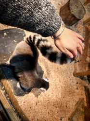 -Zoolung Zoolung动物主题公园(海信广场店)