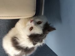 iphone_upload_pic-喵的天空名猫咖啡馆·撸猫·猫舍·用品