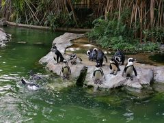 -新加坡飞禽公园