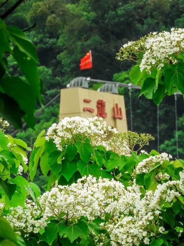 位于增城的二龙山生态园号称北回归线上的最美雨林花海,目前油桐花已