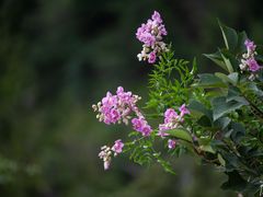 -雁荡山三折瀑景区