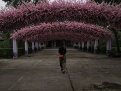 -南汇桃花村