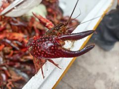 -小田油焖小龙虾(双井店)