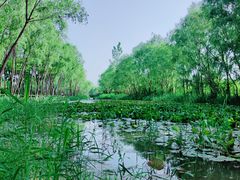 -西安浐灞国家湿地公园