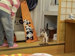 -国宝熊猫酒店(春熙路天府广场店)