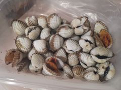 血蛤-华盛丰温州大排档(东三环南路店)