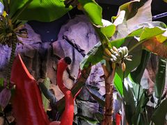 -正佳雨林生态植物园