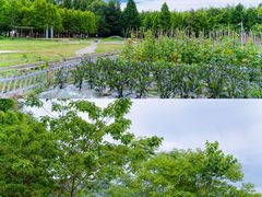-加顺农场餐厅