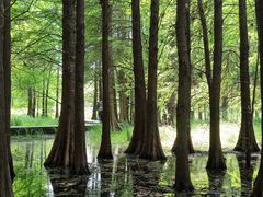 -溱湖国家湿地公园