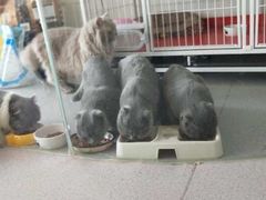 -我爱猫咪·猫咖·狗咖·安哥拉兔·羊驼咖(小寨华旗店)