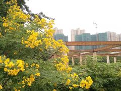 -绵阳人民公园(涪城区)