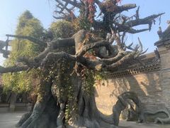 -康百万庄园