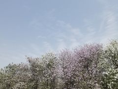 -海珠湖公园