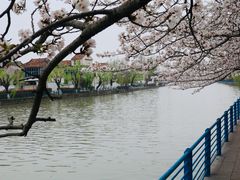 -高东镇樱花园