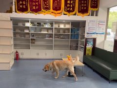 -顺强宠物诊所·狂犬免疫·夜诊·骨科(嘉定店)