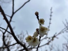 -梅花山(明孝陵内)