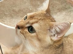 -屋虎猫馆(宝安大仟里店)