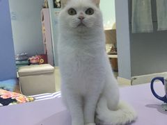 -喵的天空名猫咖啡馆·撸猫·猫舍·用品