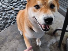 -柴犬高等学院·狗咖·柴犬售卖·宠物训练