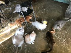 -猫猫幼稚园·撸猫·桌游·电玩