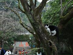 -西湖游船