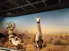 -陕西自然博物馆