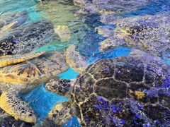 -烟台海昌鲸鲨海洋公园