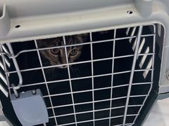 -艾吉宠物医院·疑难杂症转诊中心·猫友好(碧江路院)