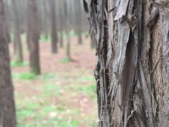 -上海共青森林公园