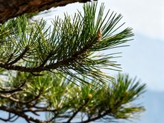 -洛阳白云山景区