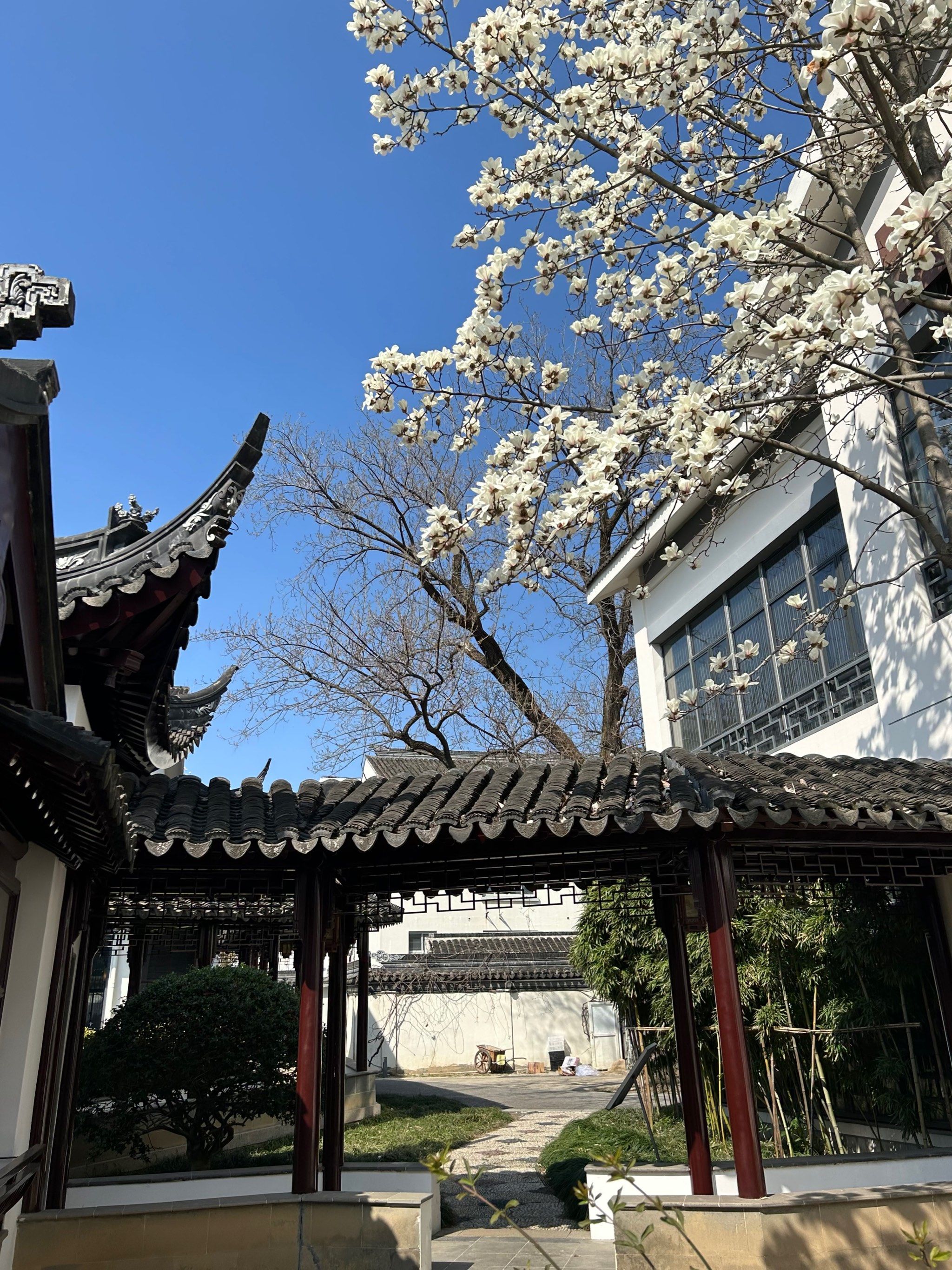 逛网师园的朋友可以顺道逛逛南园饭店,也有几株玉兰很好拍.