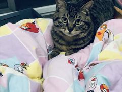 -爱佳宠物中心医院·骨外科·猫专科·急重症(瑶海万达店)