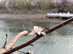 -桃花堤公园