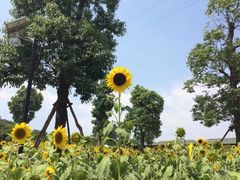 -仙岳公园