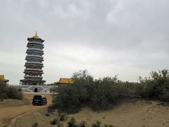-金塔沙漠胡杨林景区