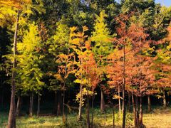 -番禺大夫山森林公园