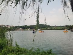 -大塘金香草谷