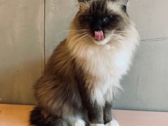 -猫儿山۰猫主题餐厅