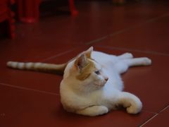 -堤角王师傅牛骨头