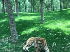 -北京野生动物园