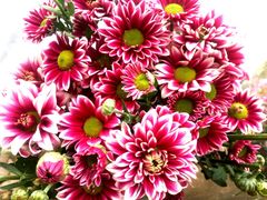 -沪花拾者(好再来花卉鲜花店)